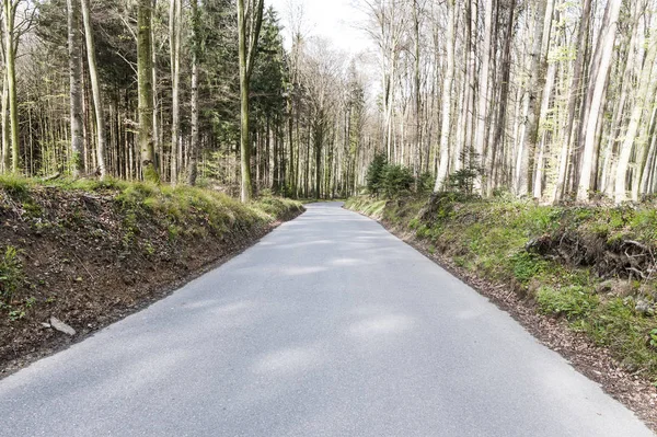 沥青路面在瑞士的森林 — 图库照片