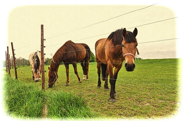 Fence under electric current surrounding the horse farm. Brown Holland horses looking over the fence. Vintage style toned picture