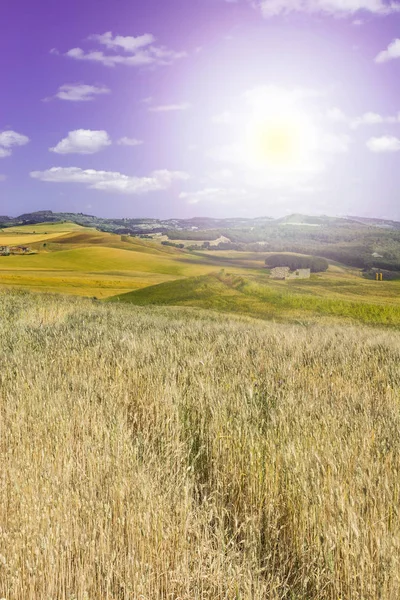 シチリア島の麦畑 日の出の丘 牧草地や日光でシチリアの風景 — ストック写真