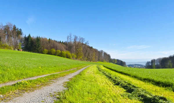 スイス早朝の牧草地間の未舗装の道路 牧草地 草を刈るのライン スイスの風景 — ストック写真