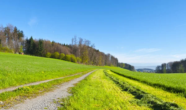 Estrada Terra Entre Pastagens Suíça Manhã Cedo Paisagem Suíça Com — Fotografia de Stock