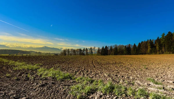 Campos Arborizados Fundo Alpes Cobertos Neve Nascer Sol Agricultura Suíça — Fotografia de Stock