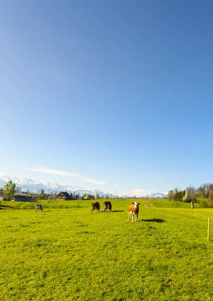 雪をかぶったアルプスの背景に緑山の新鮮な牧草地に放牧牛 スイス連邦共和国 分野および牧草地に畜産 牛乳の生産に従事している村 — ストック写真