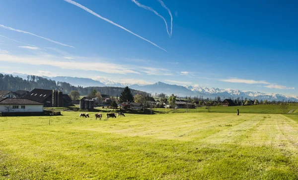 Vacas Pastando Pastagens Verdes Frescas Montanha Fundo Alpes Cobertos Neve — Fotografia de Stock