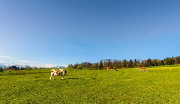 Cows Grazing Fresh Green Mountain Pastures Background Snow Capped Alps — Stock Photo, Image