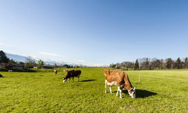 Cows Grazing Fresh Green Mountain Pastures Background Snow Capped Alps — Stock Photo, Image