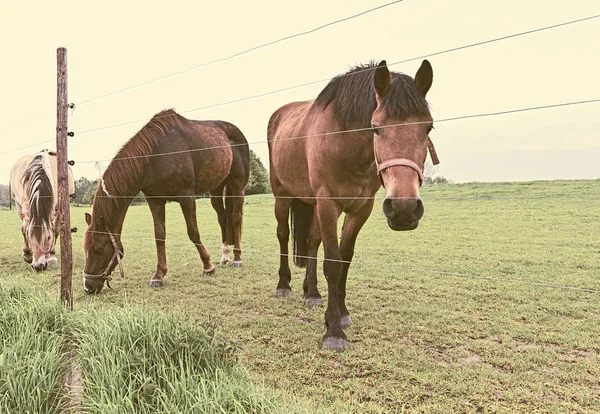 Çit Elektrik Akımı Çiftliği Çevreleyen Altında Çitin Üzerinden Arıyor Hollanda — Stok fotoğraf