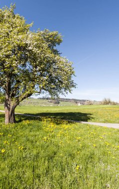 Çayır ve çiçekli ağaç sabahın erken saatlerinde, İsviçre yatay. Tarım İsviçre, mera arasında asfalt yol.