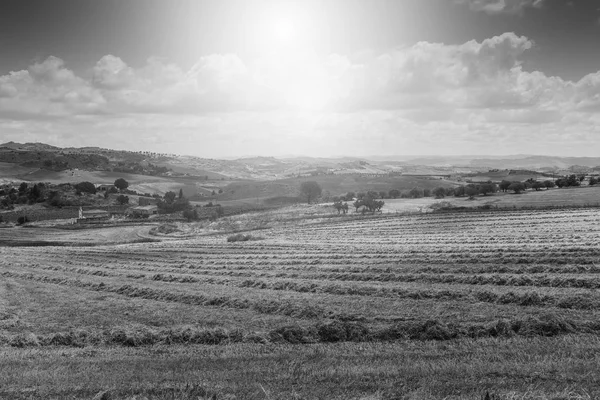 シチリア島の収穫後の麦畑 日の出 牧草地 日光でシチリアの風景 黒と白の写真 — ストック写真