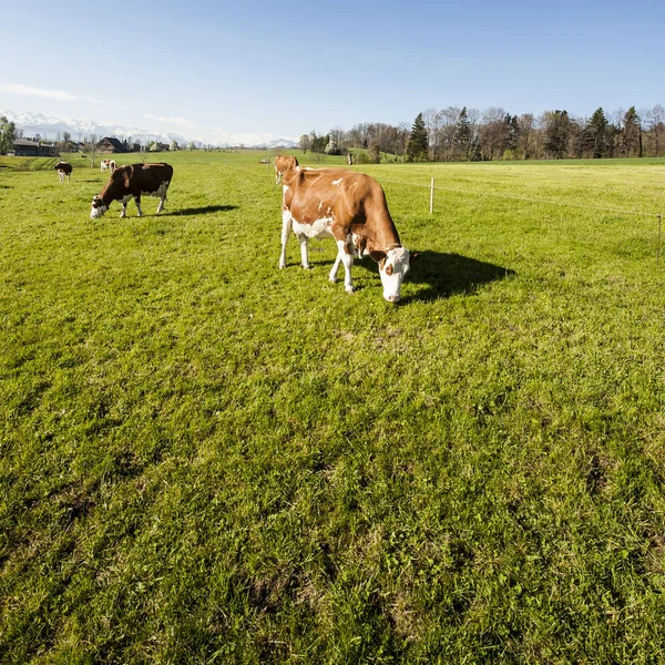 Vacas Pastando Pastagens Verdes Frescas Montanha Fundo Alpes Cobertos Neve — Fotografia de Stock