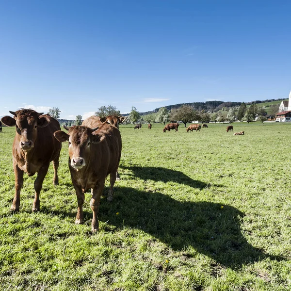 在阿尔卑斯山的新鲜绿色高山草场上放牧的牛 在瑞士 田野和草地畜牧业 从事生产的牛奶的村庄 — 图库照片