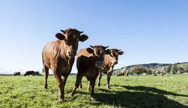 在阿尔卑斯山的新鲜绿色高山草场上放牧的牛 在瑞士 田野和草地畜牧业 从事生产的牛奶的村庄 — 图库照片