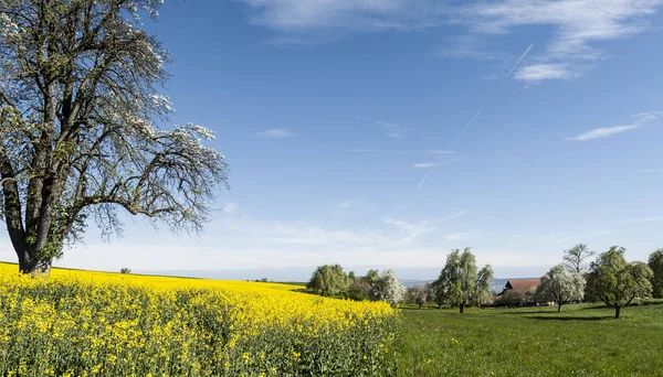 Agricultura Suiza Árboles Con Flores Pastos Pueblo Suizo Rodeado Campos — Foto de Stock