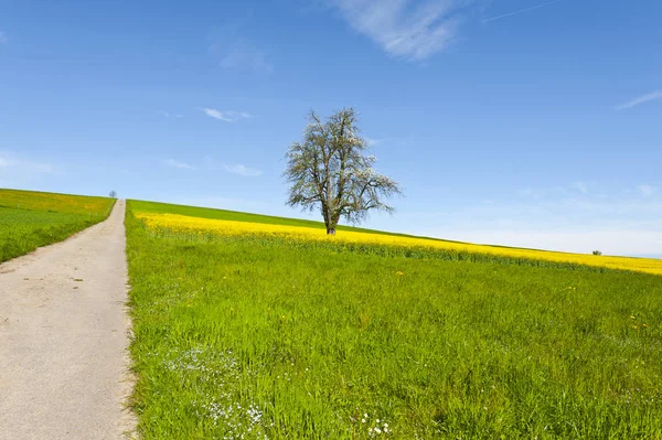 Strada Asfaltata Stretta Tra Pascoli Svizzera Paesaggio Svizzero Con Prati — Foto Stock