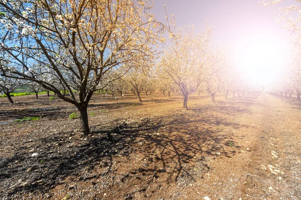 Flowering Almond Garden Foot Mount Tabor Israel Sunrise Morning Mist — Stock Photo, Image