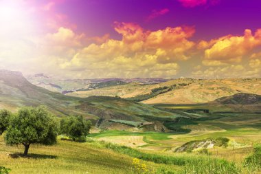 Sicilya 'da buğday tarlaları ve zeytin ağaçları hasat edildikten sonra. Gündoğumunda Sicilya manzarası, tepeler, çiçekler, ağaçlar ve güneş ışığı