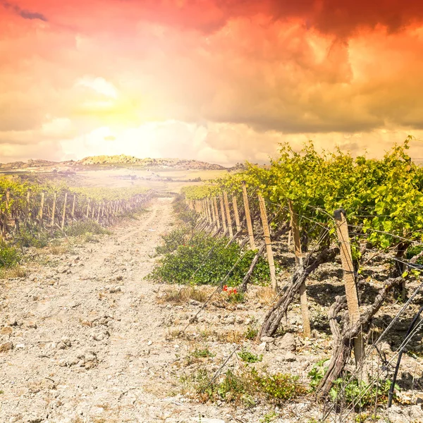 Winnica Pobliżu Średniowiecznego Miasta Górach Sycylii Sycylijski Krajobraz Wschodzie Słońca — Zdjęcie stockowe