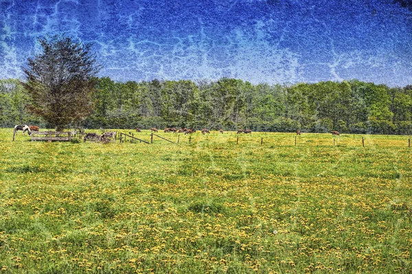 Cows Bulls Grazing Meadows Holland Cows Farmland Netherlands Vintage Style — Stock Photo, Image
