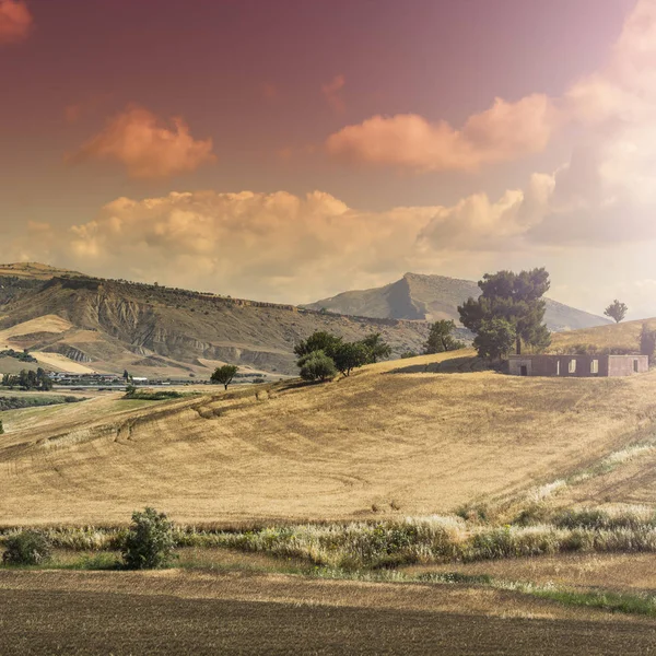 Pšeničná Pole Sicílii Sklizni Sicilská Krajina Úsvitu Kopce Květiny Pastviny — Stock fotografie