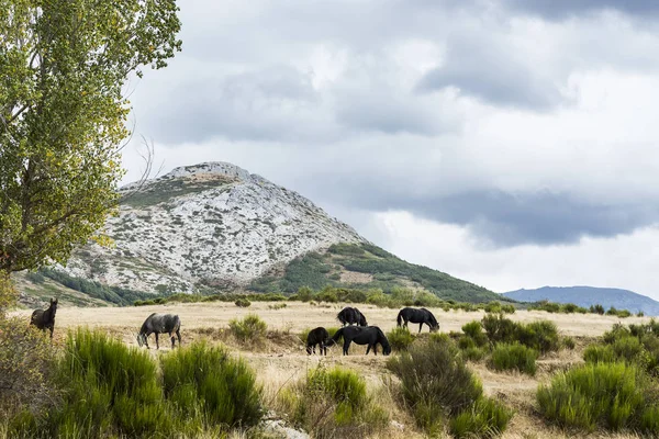 Bela Paisagem Espanha Com Vista Dramática Das Montanhas Cantábricas Cavalos — Fotografia de Stock