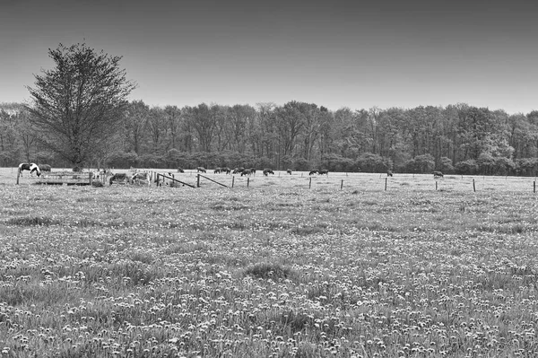 Krav Býků Pasoucích Loukách Holandsku Krávy Zemědělské Půdy Nizozemsku Černá — Stock fotografie