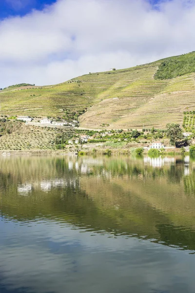 Weinberge Der Douro Region Portugal Sehenswürdigkeiten Der Portugiesischen Landschaft — Stockfoto