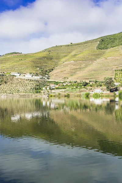 Wijngaarden Van Douro Portugal Bezienswaardigheden Het Portugese Platteland — Stockfoto