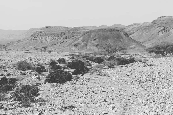 İsrail 'deki Negev Çölü' nün kayalık tepelerinde yalnızlık ve boşluk. Ortadoğu 'nun nefes kesici manzarası ve doğası. Siyah beyaz fotoğraf