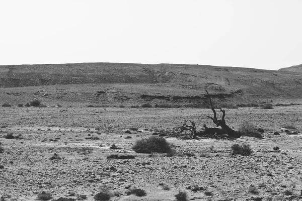 Solitude Vide Des Collines Rocheuses Désert Néguev Israël Paysage Couper — Photo