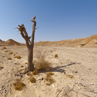 İsrail 'deki Negev Çölü' nün kayalık tepelerinin melankolik ve boşluğu. Ortadoğu 'nun nefes kesici manzarası ve doğası.