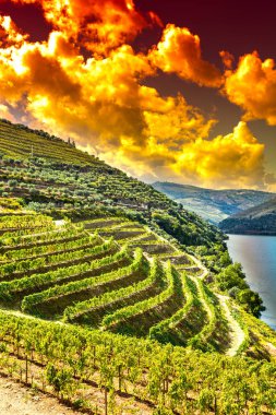Portekiz 'in Douro Nehri bölgesinde üzüm bağları ve zeytinlikler arasında seyahat edin. Güneş doğarken Portekiz köylerinde ziraat