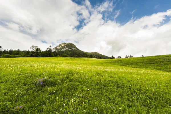 Austrian landscape with forests, fields, pastures and meadows on the background of green hill.