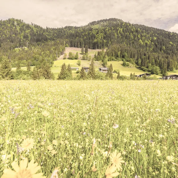 Rakouská Krajina Lesy Poli Pastvinami Loukami Pozadí Zeleného Kopce Styl — Stock fotografie