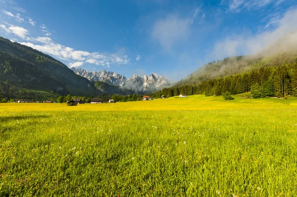 Austrian landscape with forests and meadows on the background of snow-capped Alps in early morning. Agriculture in Austria, fields and pastures.