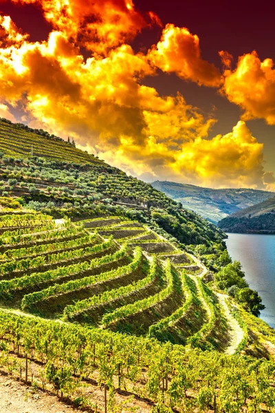 Viaje Região Rio Douro Portugal Entre Vinhas Olivais Viticultura Nas — Fotografia de Stock