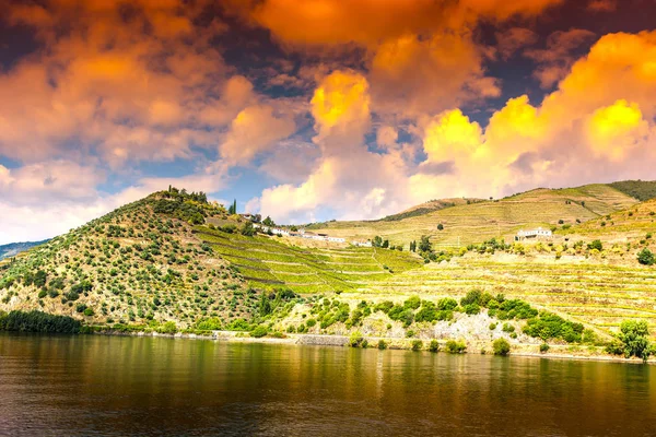 Viaggia Nella Regione Del Fiume Douro Portogallo Tra Vigneti Uliveti — Foto Stock