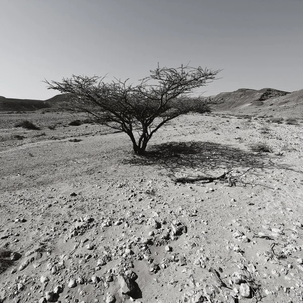 Vida Infinito Sin Vida Del Desierto Del Neguev Israel Impresionante — Foto de Stock