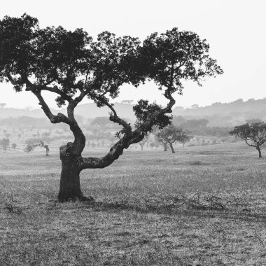 Mantar ağaçları Portekiz ile tipik kuru manzara görünümünü. Siyah ve beyaz fotoğraf