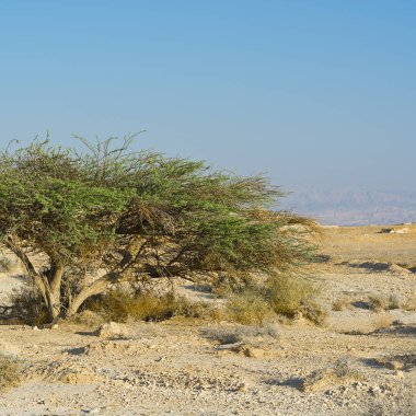 İsrail 'deki Negev Çölü' nün cansız sonsuzluğunda yaşam. Ortadoğu 'nun nefes kesici manzarası ve doğası.