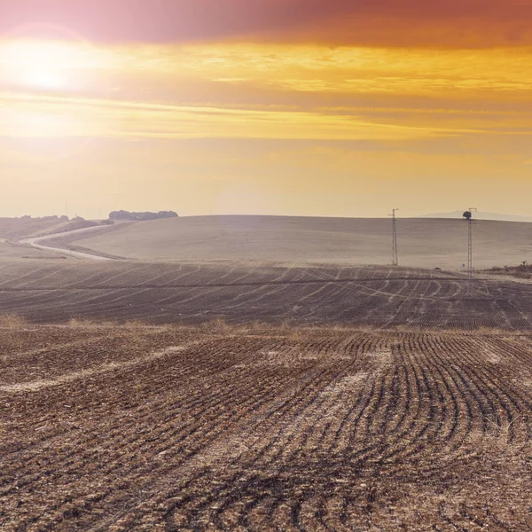 Olive Grove Fields Spain Harvesting Sunrise Electrical Power Lines Pylons — Stock Photo, Image