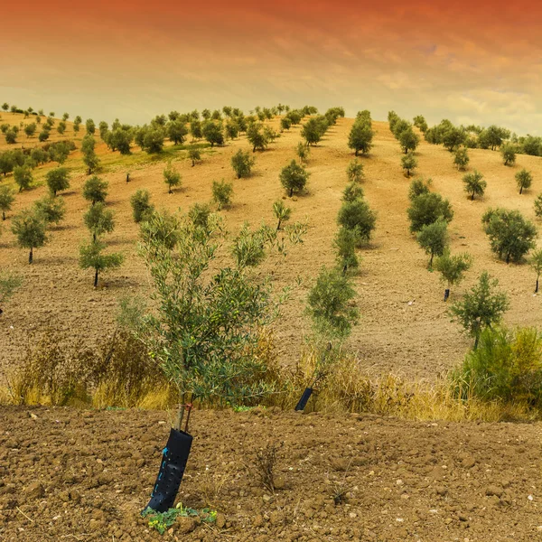 Gaj Oliwny Hiszpanii Wschodzie Słońca Zapierający Dech Piersiach Krajobraz Charakter — Zdjęcie stockowe