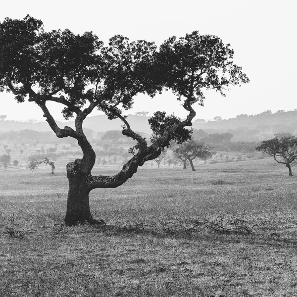 View Typical Dry Landscape Cork Trees Portugal Black White Photo — Stock Photo, Image