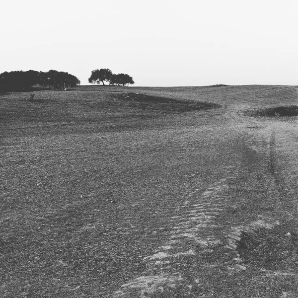 Mantar Ağaçları Portekiz Ile Tipik Kuru Manzara Görünümünü Siyah Beyaz — Stok fotoğraf