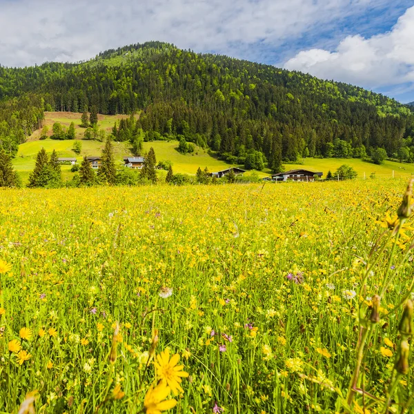 Paisaje Austriaco Con Bosques Campos Pastos Prados Fondo Una Colina — Foto de Stock