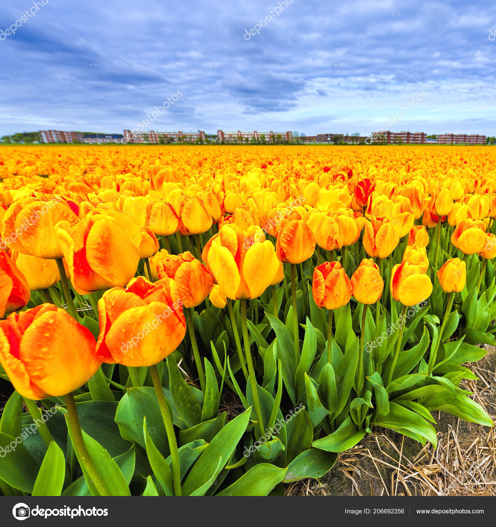 Champs Fleurs Tulipes Fleurs Dans Nethrlands Fleurs Assorties Dans Jardin  image libre de droit par ggkuna © #206692356