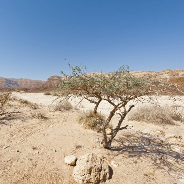 İsrail 'deki Negev Çölü' nün cansız sonsuzluğunda yaşam. Ortadoğu 'nun nefes kesici manzarası ve doğası.