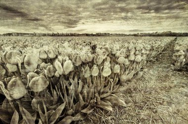 Alanları Nethrlands çiçek açan Lale çiçek dolu. Çeşitli çiçekler bir Hollandalı bahar Bahçe satışı için hazır. Vintage tarzı tonda resim