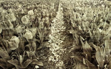 Alanları Nethrlands çiçek açan Lale çiçek dolu. Çeşitli çiçekler bir Hollandalı bahar Bahçe satışı için hazır. Vintage tarzı tonda resim