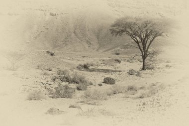 İsrail 'deki Negev Çölü' nün kayalık tepelerinde yalnızlık ve boşluk. Ortadoğu 'nun nefes kesici manzarası ve doğası. Siyah beyaz fotoğraf