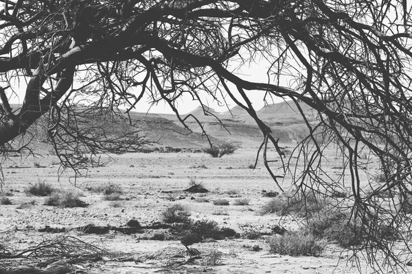 Life in a lifeless infinity of the Negev Desert in Israel. Breathtaking landscape and nature of the Middle East. Black and white photo